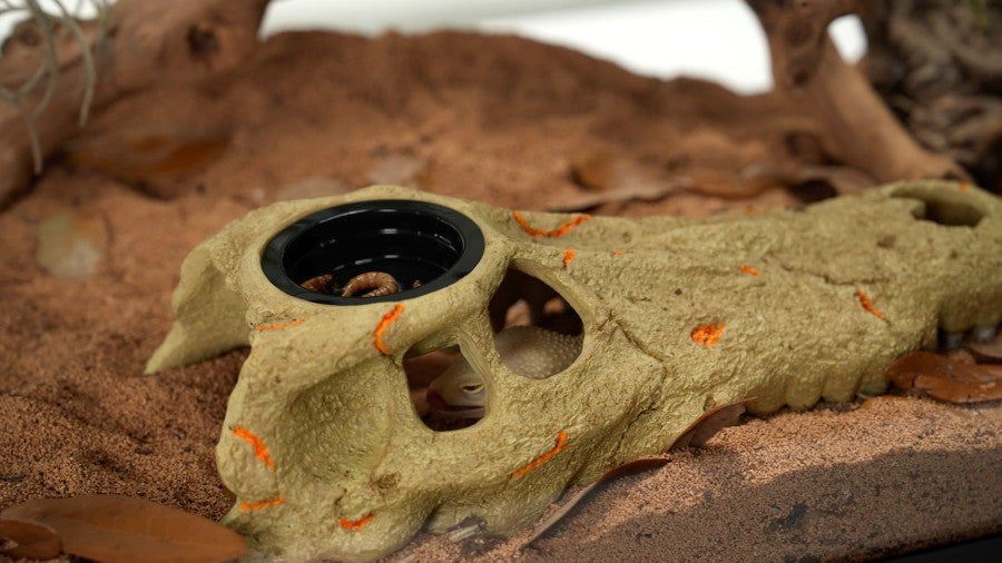 Zilla Rapid Sense Crocodile Skull fluorescent accents