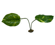 Komodo Guiana terrarium plant with two large green leaves