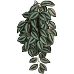 Komodo Zebrina hanging terrarium plant with suction cups