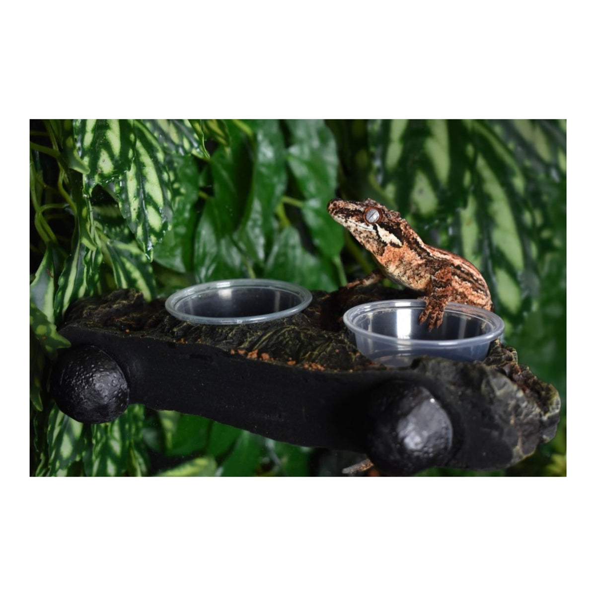 Komodo elevated feeding ledge for arboreal reptiles